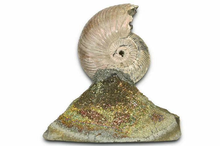 Iridescent Pyritized Ammonite (Quenstedticeras) Fossil Display #368834